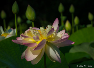 Картинка цветы лотосы лотос