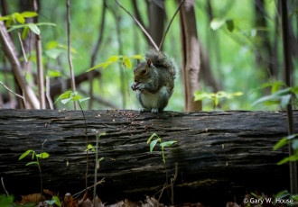 Картинка животные белки белка