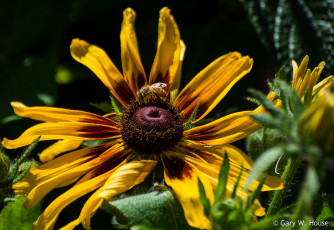 Картинка цветы подсолнухи жёлтый