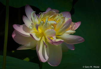 Картинка цветы лотосы лотос