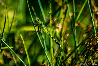 Картинка животные стрекозы стрекоза