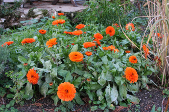 Картинка цветы календула оранжевый цвет