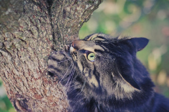 Картинка животные коты ствол