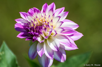 Картинка цветы георгины георгина