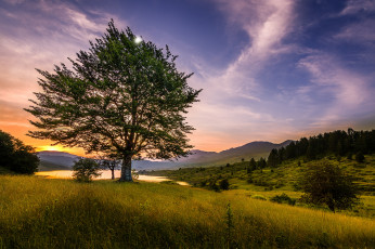 Картинка природа деревья простор