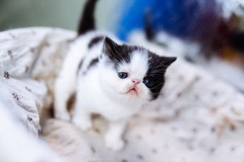 Картинка животные коты котенок