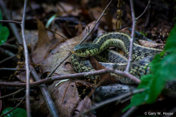 Картинка животные змеи +питоны +кобры змея