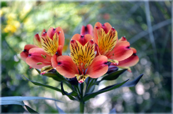 Картинка цветы альстромерия боке