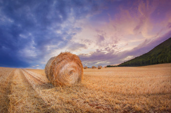 Картинка природа поля простор