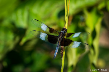 Картинка животные стрекозы стрекоза