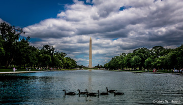 Картинка животные лебеди