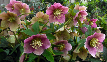 Картинка цветы цветок