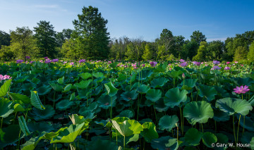 Картинка цветы лотосы