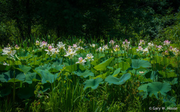 Картинка цветы лотосы зелень