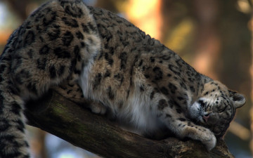 Картинка животные снежный+барс+ ирбис ствол