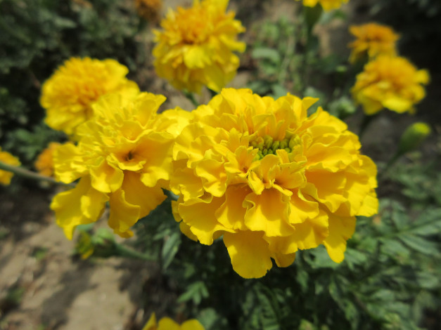 Обои картинки фото цветы, бархатцы