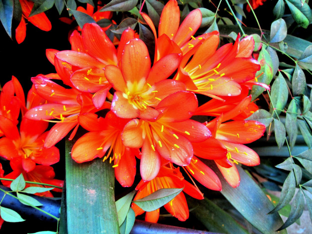 Обои картинки фото цветы, кливия, алый