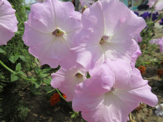 Обои картинки фото цветы, петунии,  калибрахоа