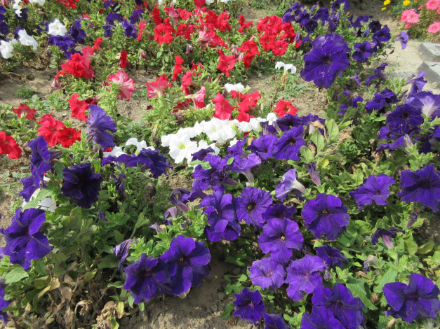 Обои картинки фото цветы, петунии,  калибрахоа