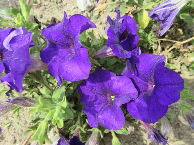 Обои картинки фото цветы, петунии,  калибрахоа