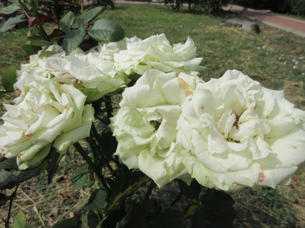 Обои картинки фото цветы, розы