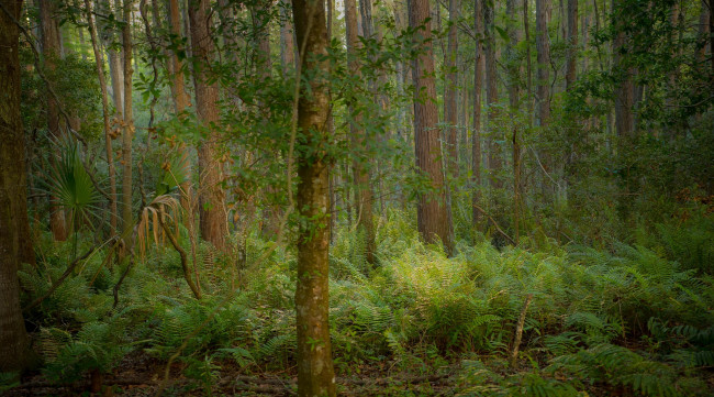 Обои картинки фото природа, лес, деревья