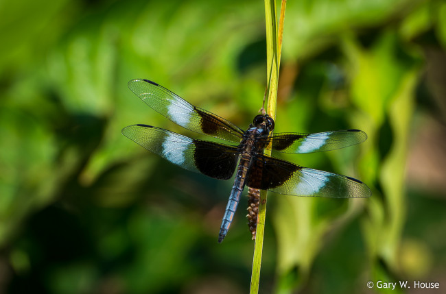 Обои картинки фото животные, стрекозы, стрекоза