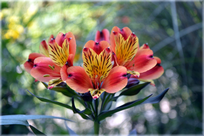 Обои картинки фото цветы, альстромерия, боке