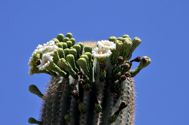 Обои картинки фото цветы, кактусы, колючка