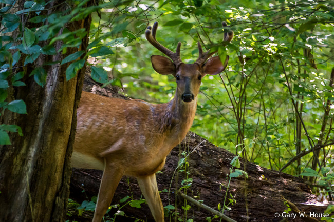 Обои картинки фото животные, олени, олень