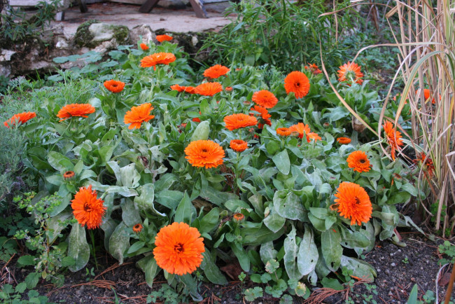 Обои картинки фото цветы, календула, оранжевый, цвет