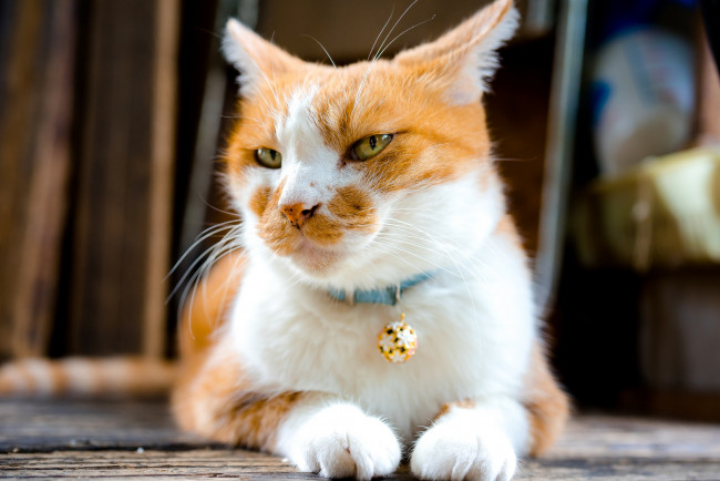 Обои картинки фото животные, коты, ошейник