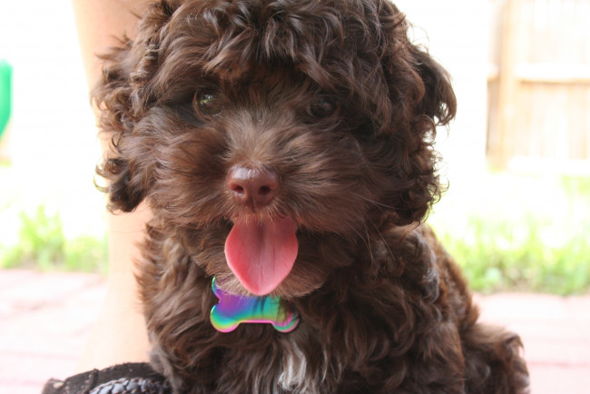 Обои картинки фото животные, собаки, язык, ошейник, щенок, собака