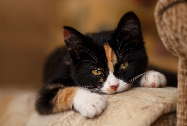 Обои картинки фото животные, коты, взгляд