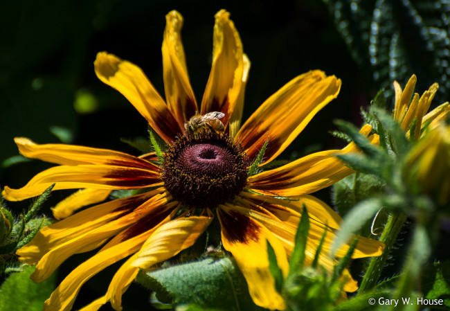 Обои картинки фото цветы, подсолнухи, жёлтый