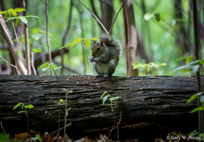 Обои картинки фото животные, белки, белка