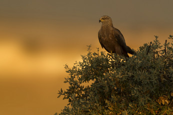 Картинка животные птицы+-+хищники птичка