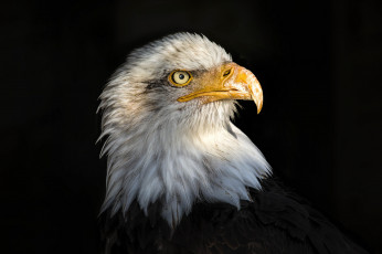 Картинка животные птицы+-+хищники птичка