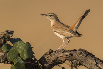 Картинка животные птицы птичка