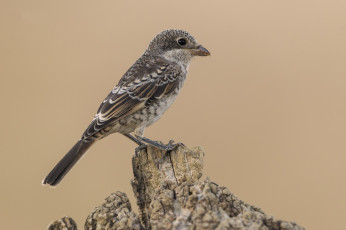 Картинка животные птицы птичка