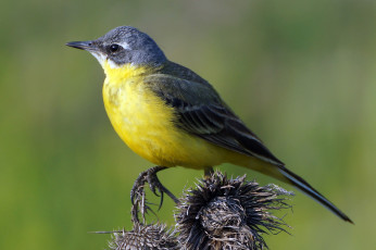 Картинка животные птицы птичка