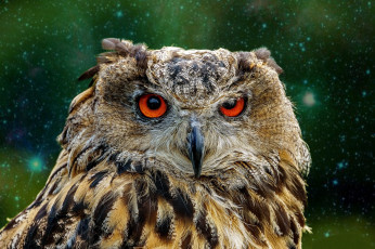 Картинка животные совы птичка