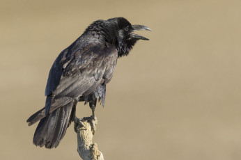 Картинка животные вороны +грачи +галки птичка