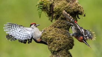 обоя животные, дятлы, птичка