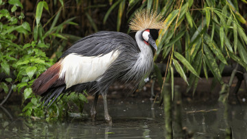 Картинка животные журавли птичка