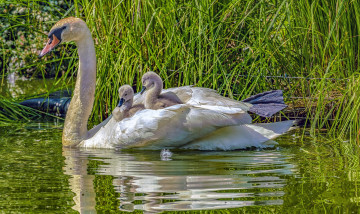 Картинка животные лебеди птичка