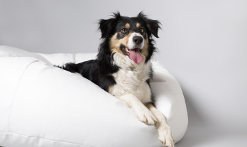 Картинка животные собаки собака друг взгляд