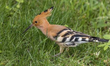 обоя животные, удоды, птичка