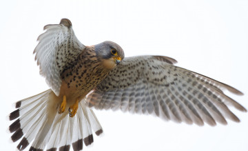 Картинка животные птицы+-+хищники птичка