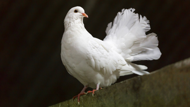 Обои картинки фото животные, голуби, птичка
